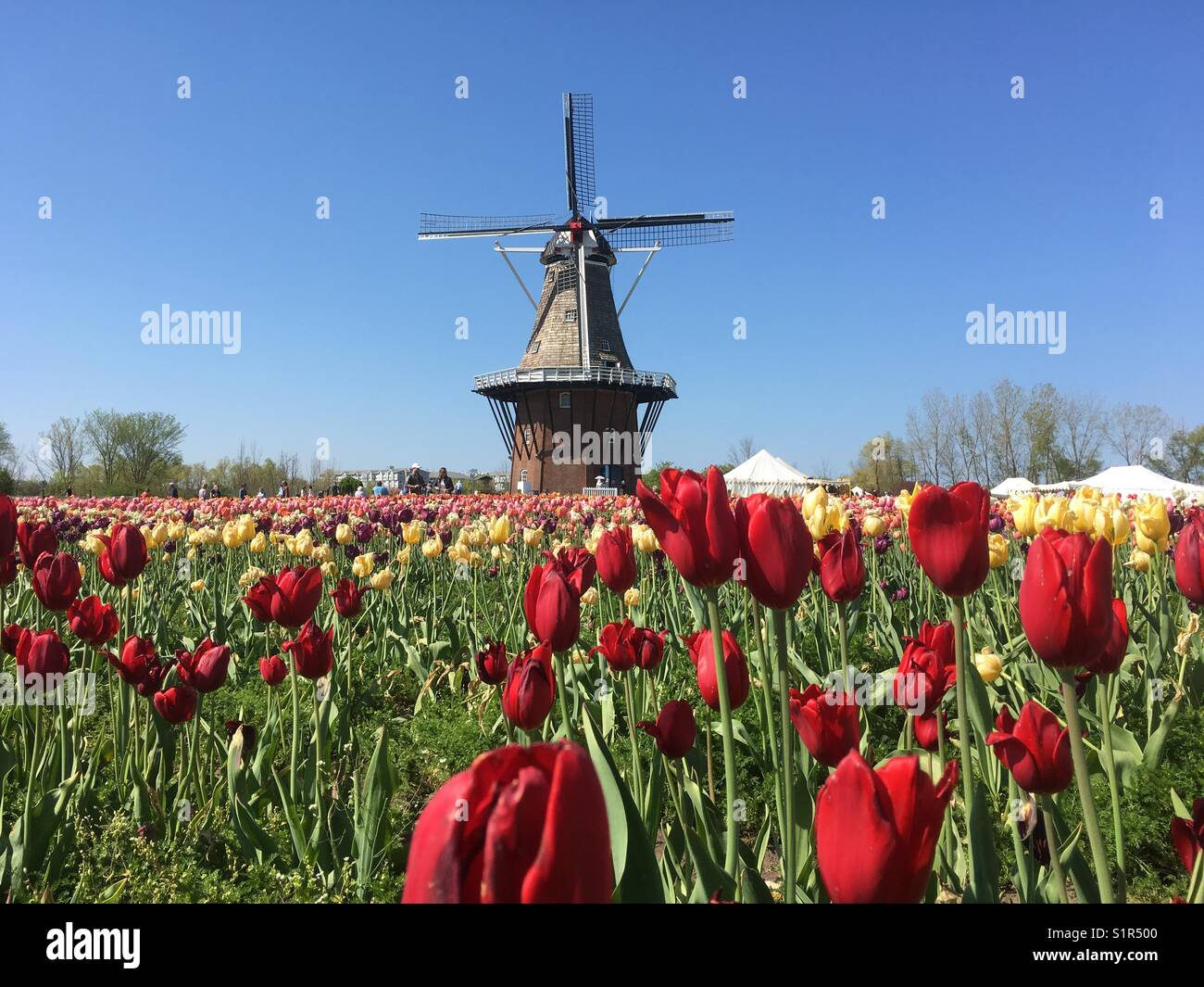 Holland Tulip Festival, Holland, Michigan Stock Photo Alamy