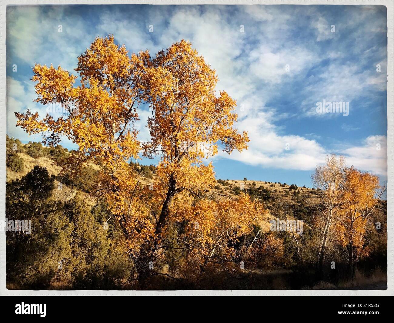 Brilliant autumn color on cottonwoods in a gulch just north of Manhattan, Montana, USA. - Smartphone Captured Stock Image
