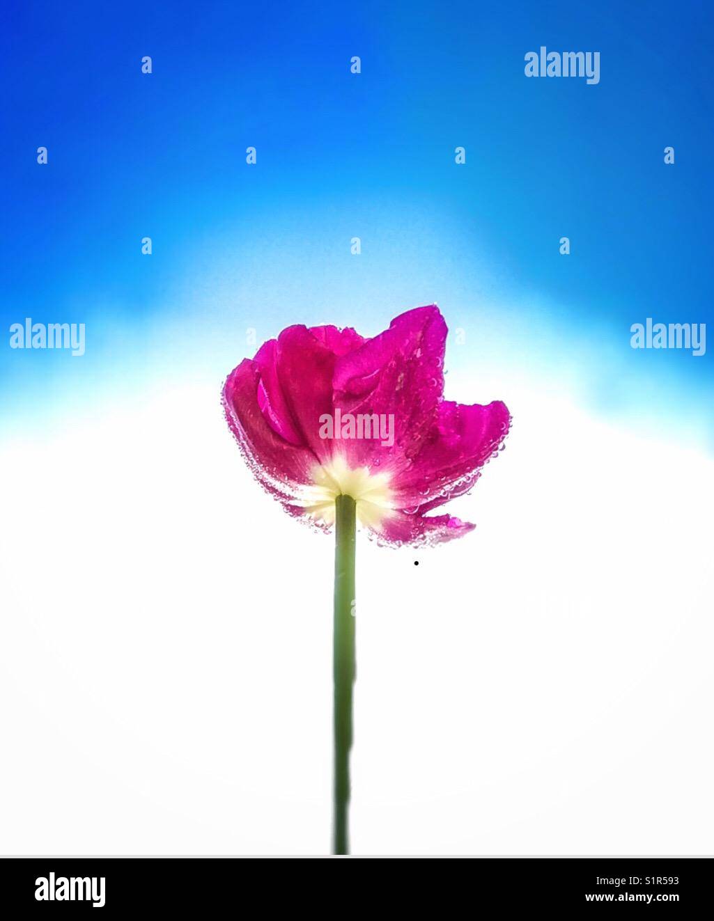 A pink tulip - Smartphone Captured Stock Image