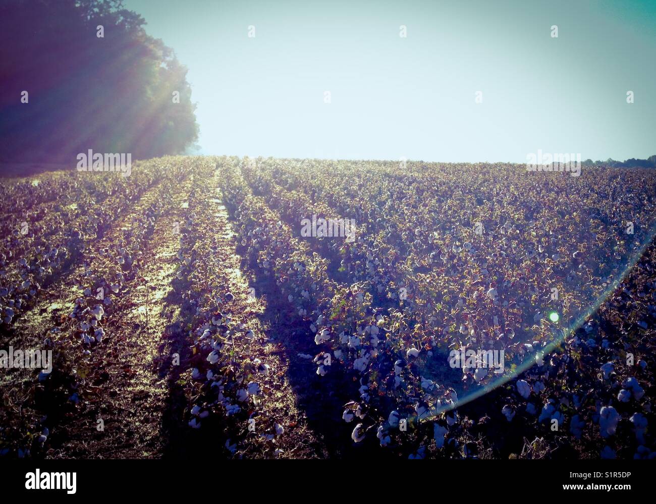 Sunlit cotton - Smartphone Captured Stock Image