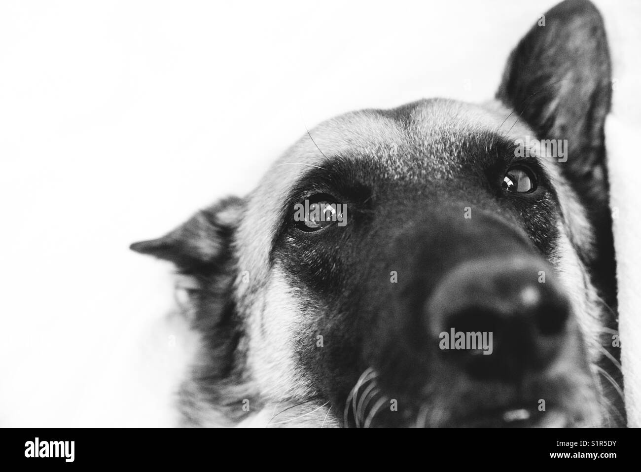 belgian-malinois-dog-black-and-white-stock-photos-images-alamy