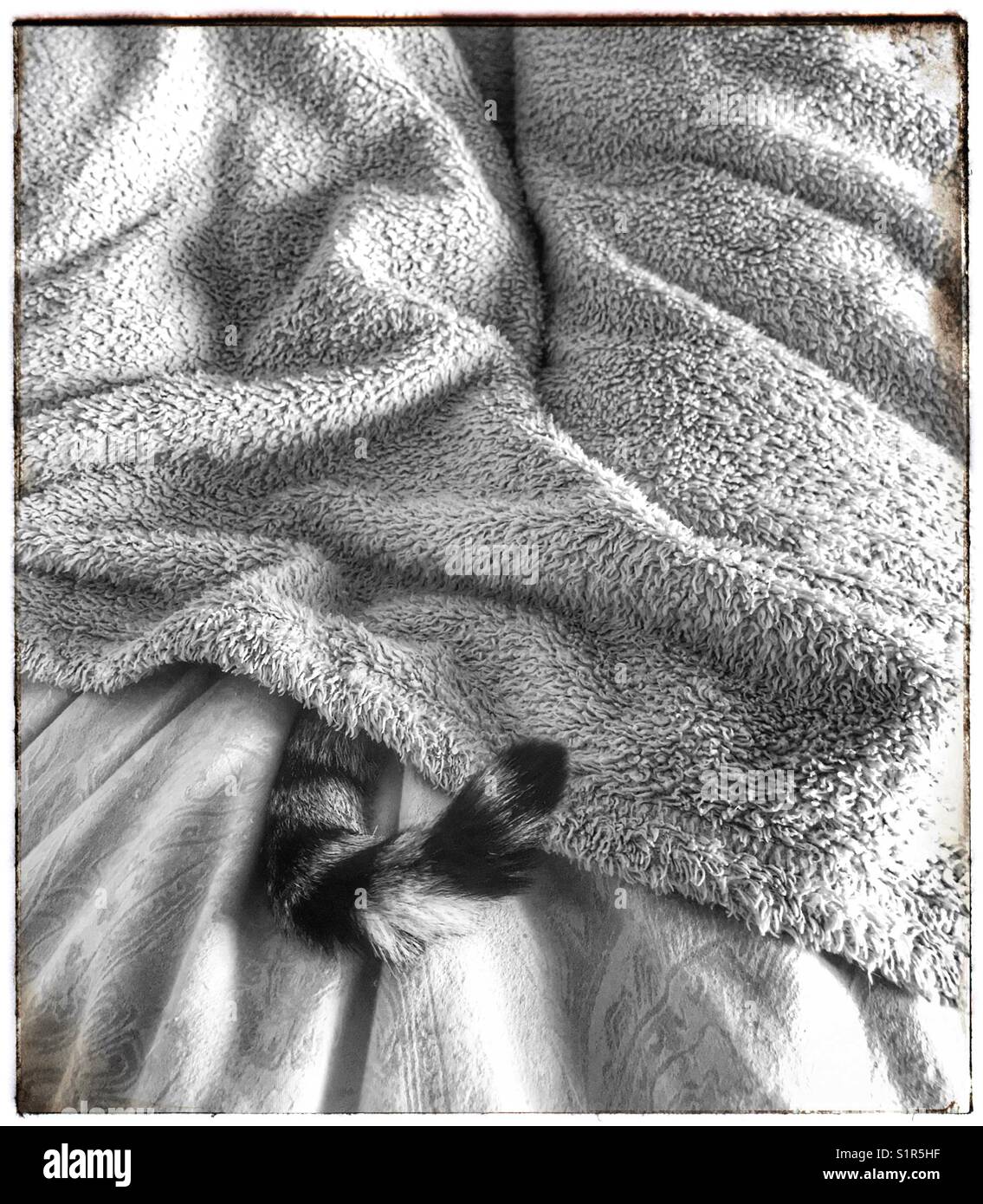 Cat’s tail sticking out from under blanket. Stock Photo