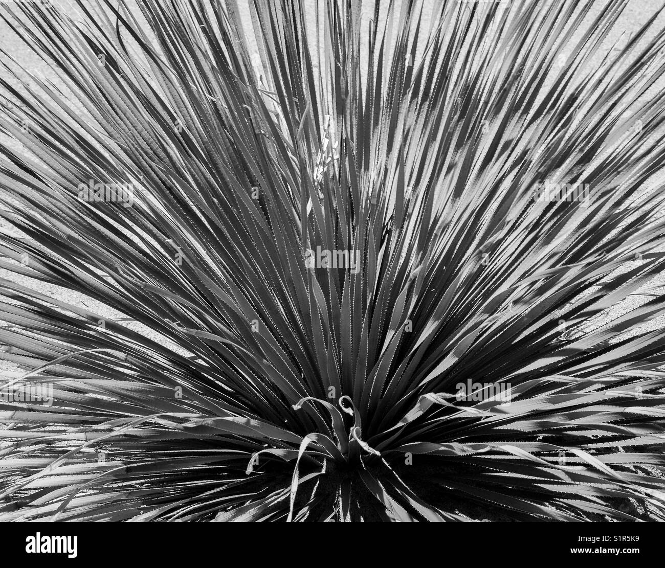 Palm Springs, CA desert plant Stock Photo Alamy
