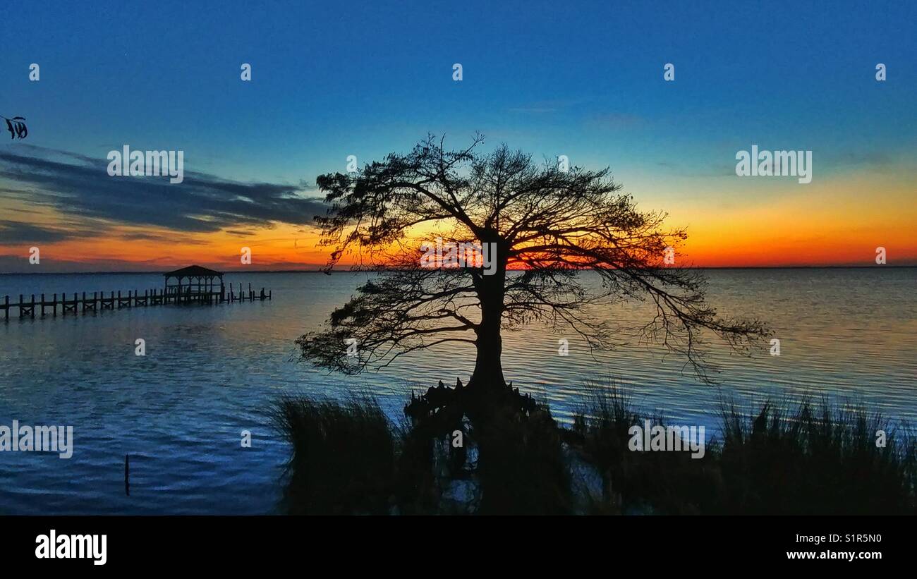 Sunset tree Stock Photo