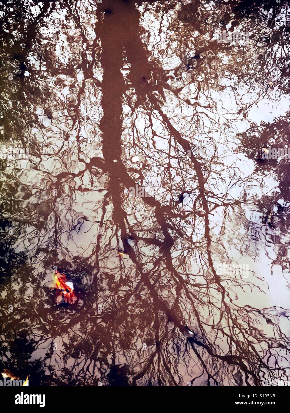 Reflection of a tree in a puddle of rainwater - Smartphone Captured Stock Image