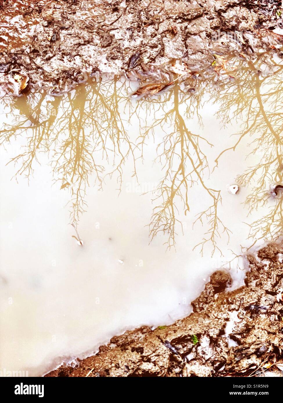 Spindly trees reflected in a muddy puddle of rainwater - Smartphone Captured Stock Image