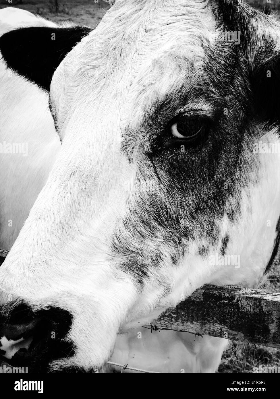 Headshot of black and white cow Stock Photo