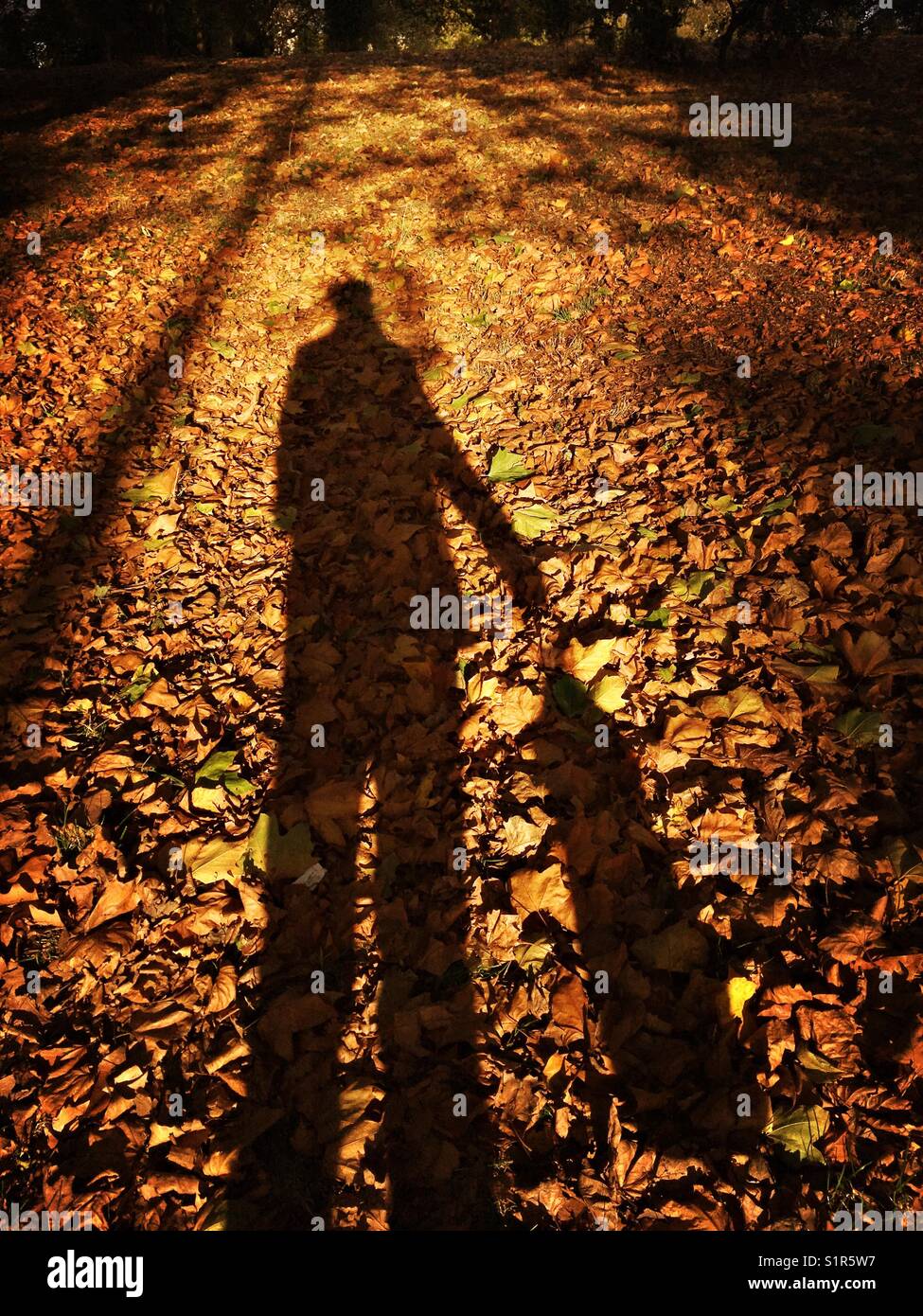 Shadow of a man on autumn leaves - Smartphone Captured Stock Image