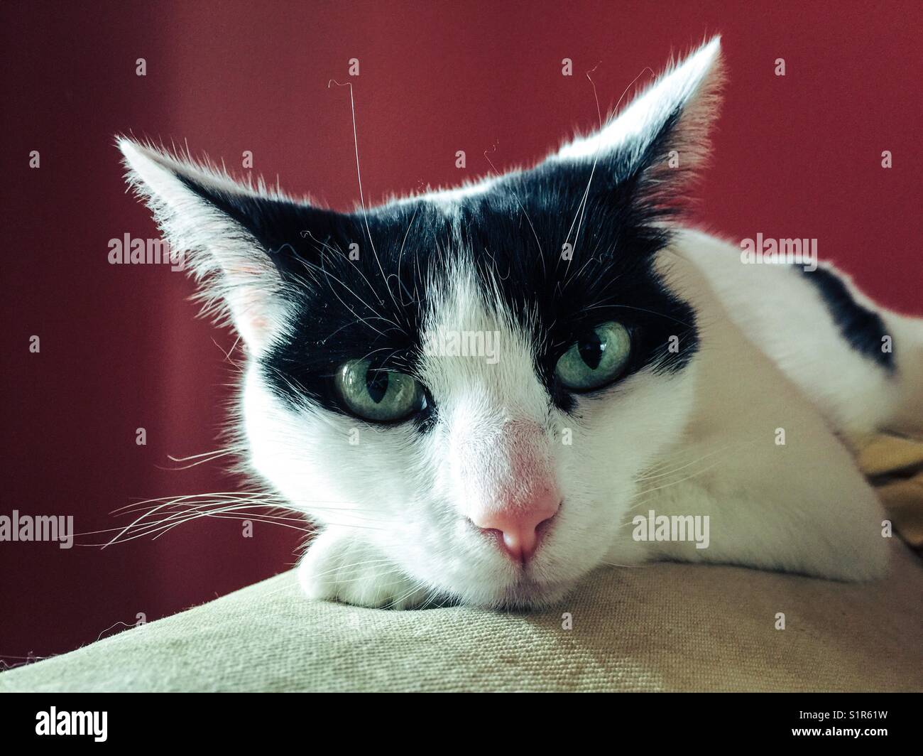 Portrait of a tuxedo cat with interesting face markings Stock Photo Alamy
