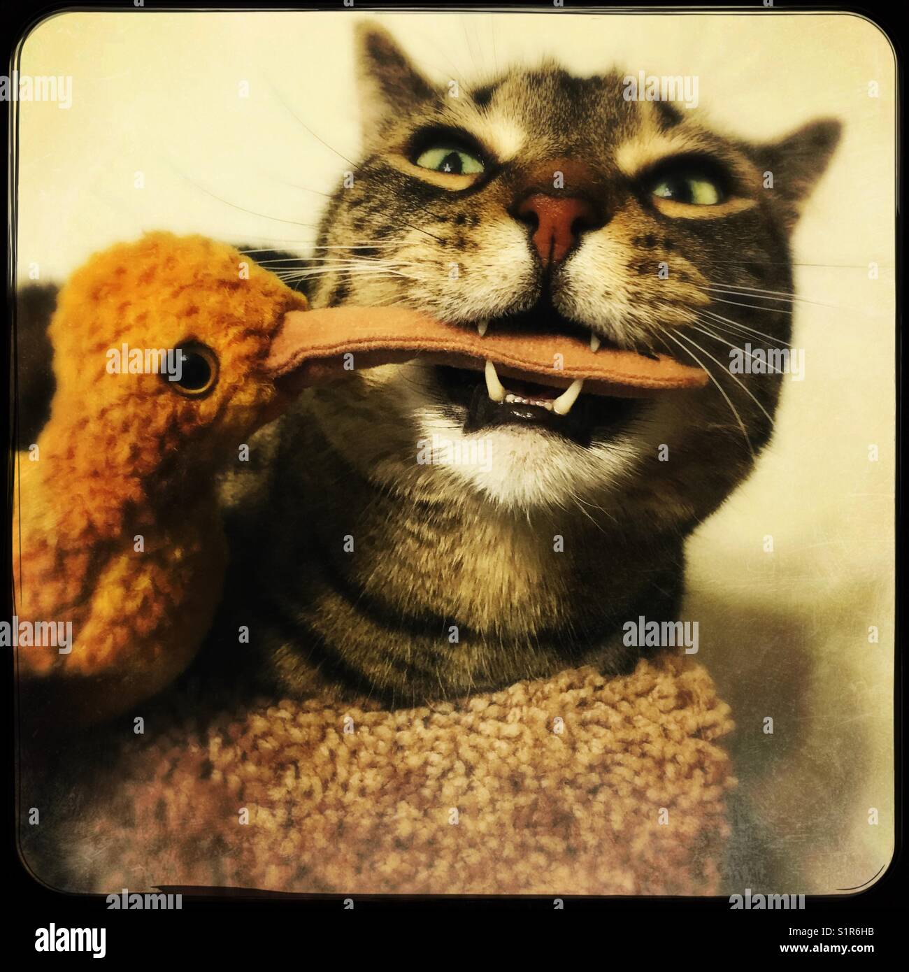 My cat giving her new toy a test bite - Smartphone Captured Stock Image