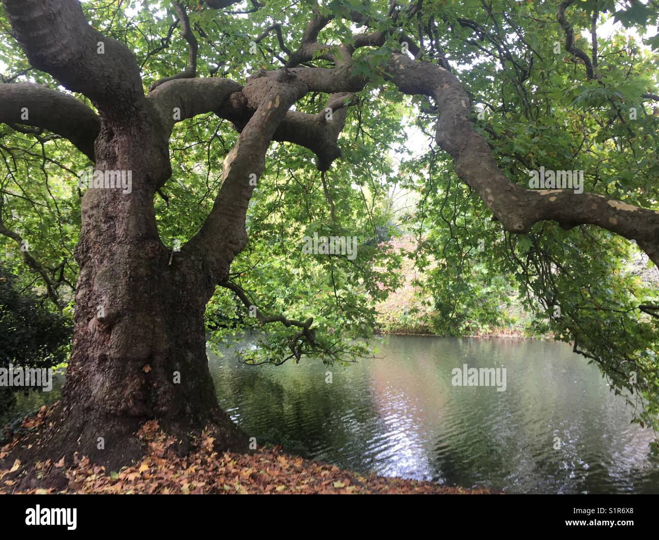 Tree by lake in Battersea park in London - Smartphone Captured Stock Image