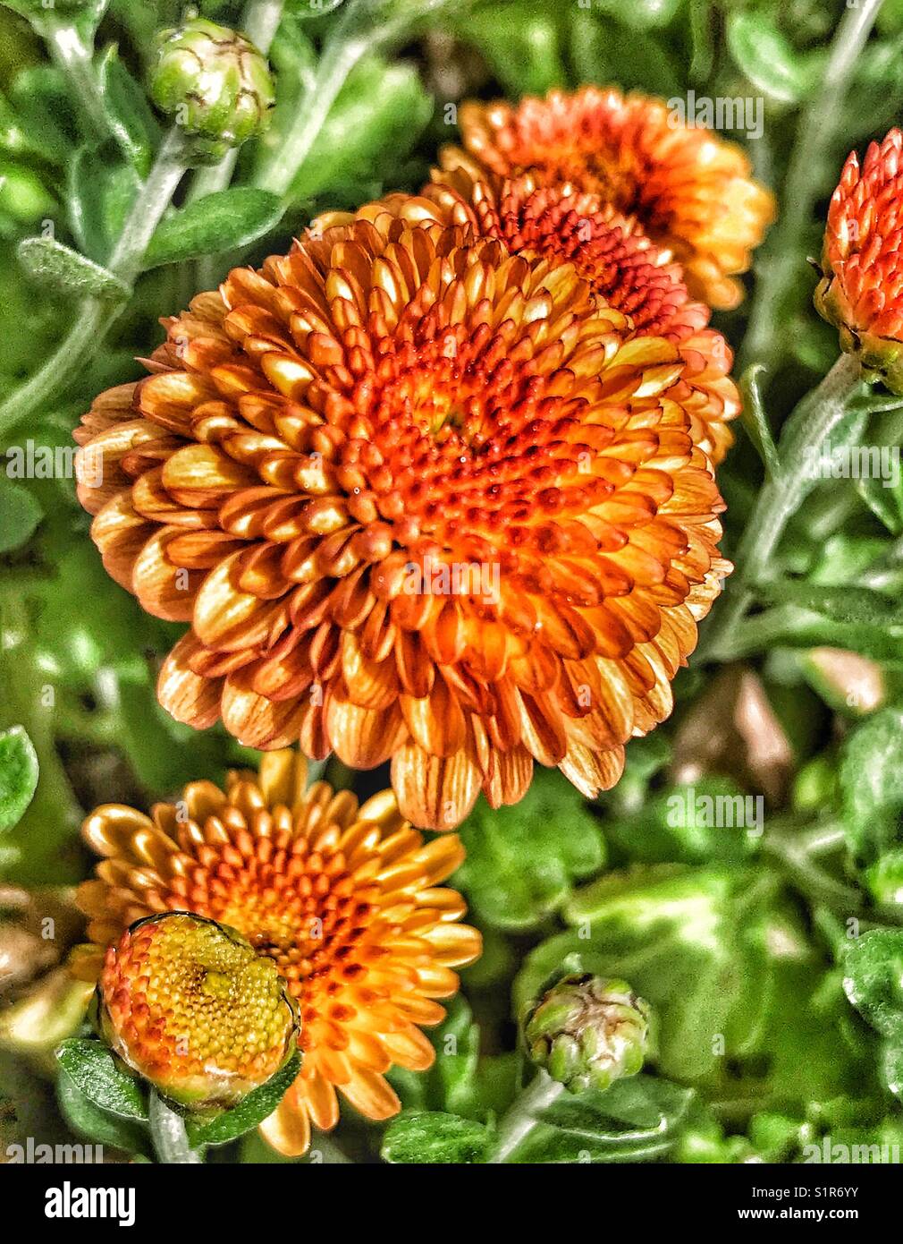Bright Hailey Orange mums in warm sunlight Stock Photo Alamy
