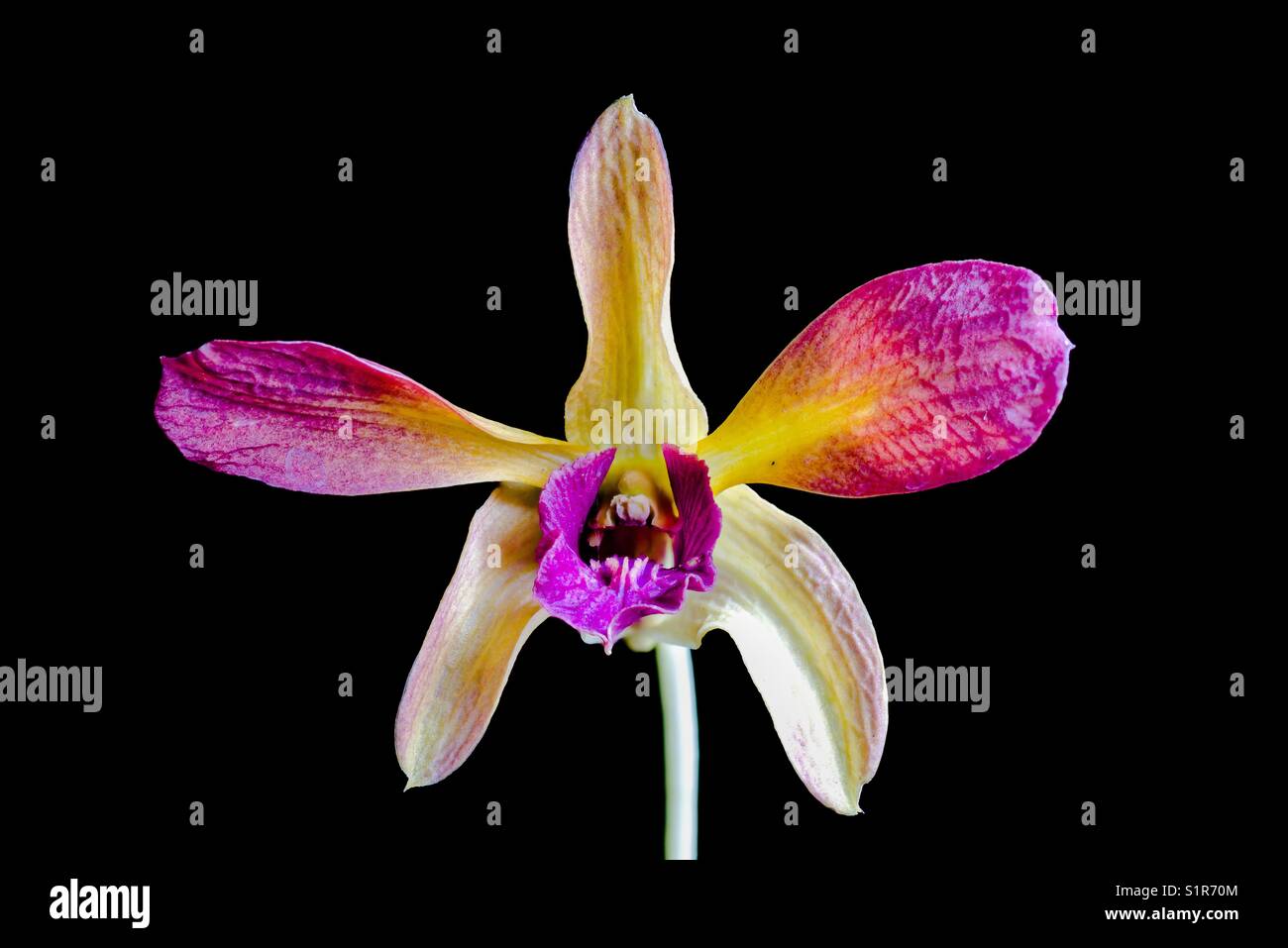 Orchid in black background. Stock Photo