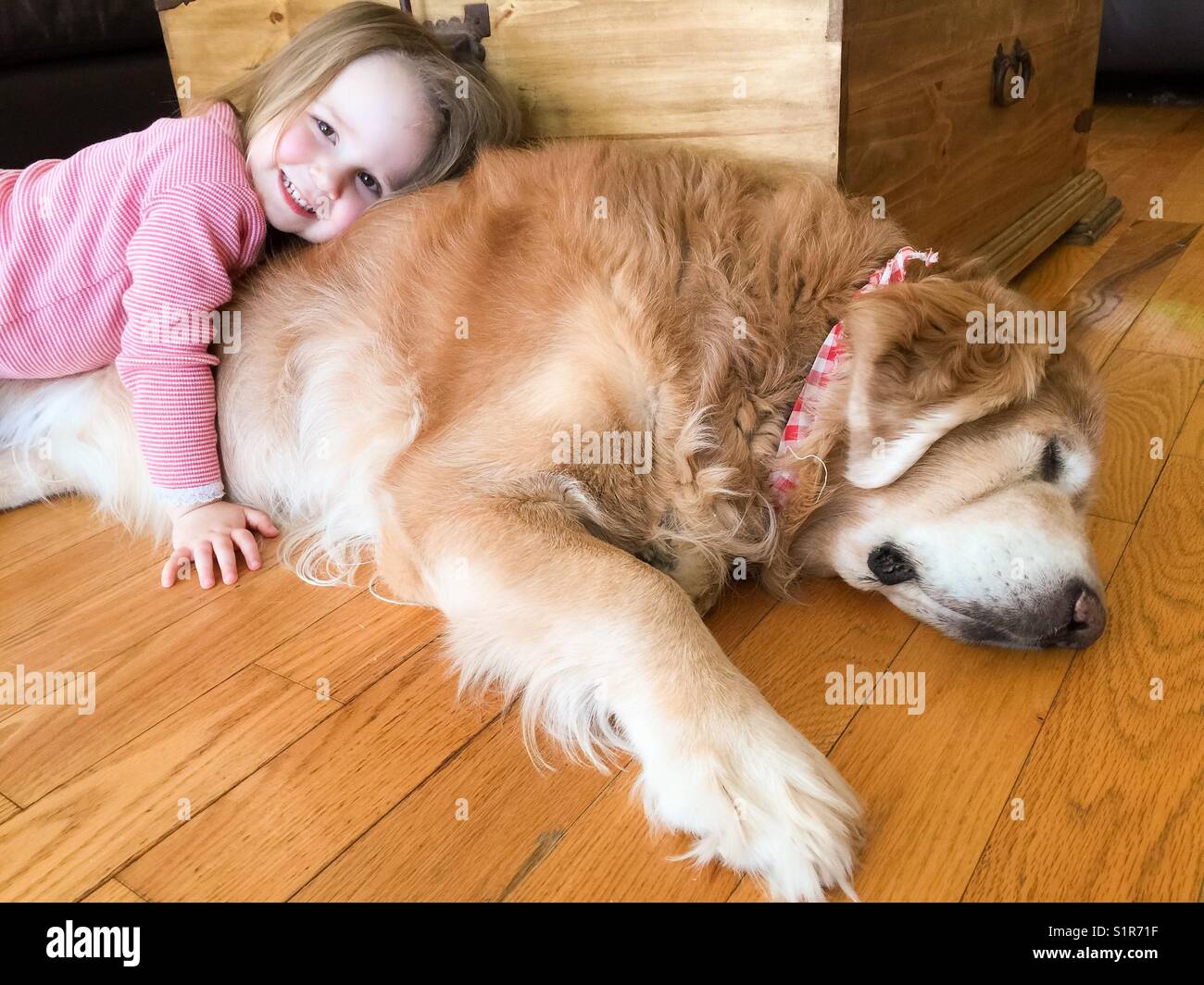 Toddler girl cuddling with her sleeping pet Golden Retriever - Smartphone Captured Stock Image