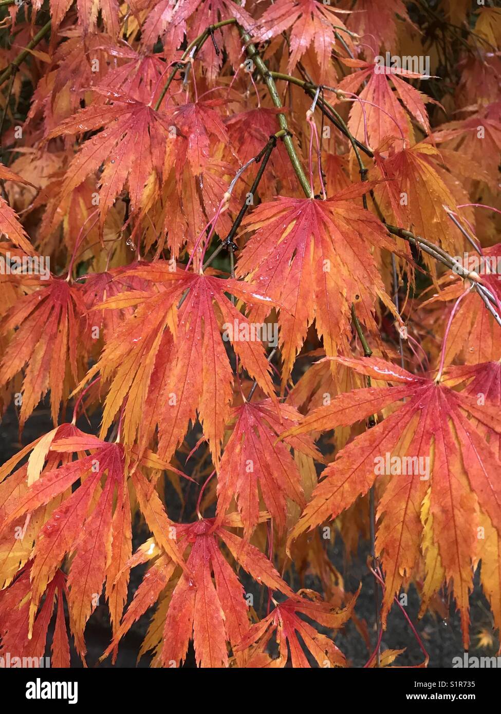 Japanese Maple “Omurayama” in full autumn color, Seattle Stock Photo