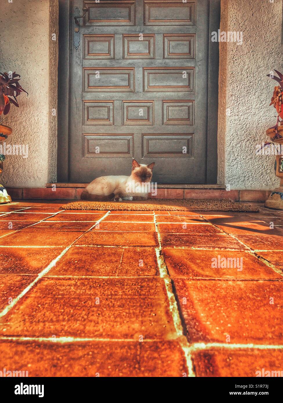 Cat on front doormat, low angle view - Smartphone Captured Stock Image