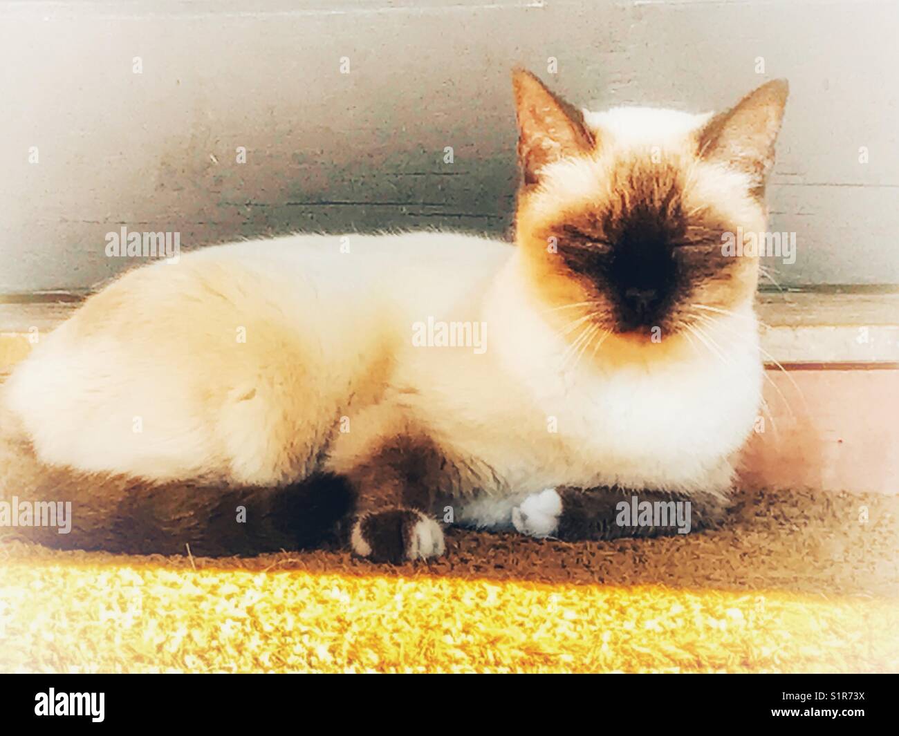Cat lying on doormat outside front door. - Smartphone Captured Stock Image