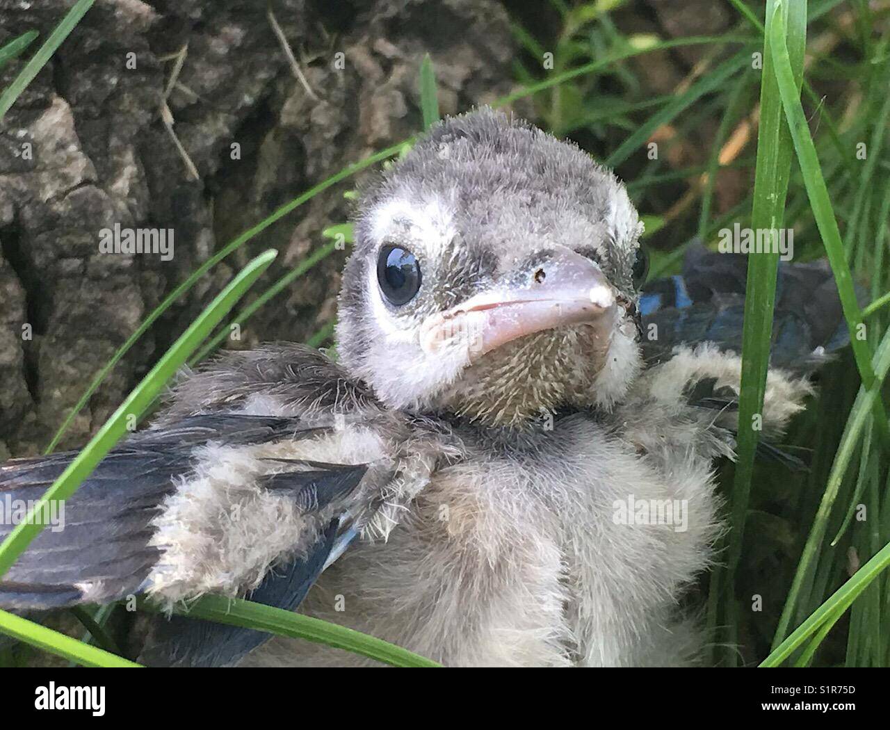 Baby Blue Jay Stock Photo Alamy Baby Blue Jay Stock Photo Alamy