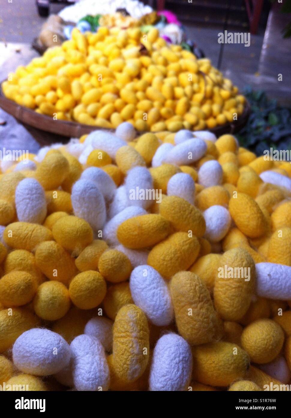 Silkworm cocoons at Jim Thompson House, Bangkok, Thailand. Stock Photo