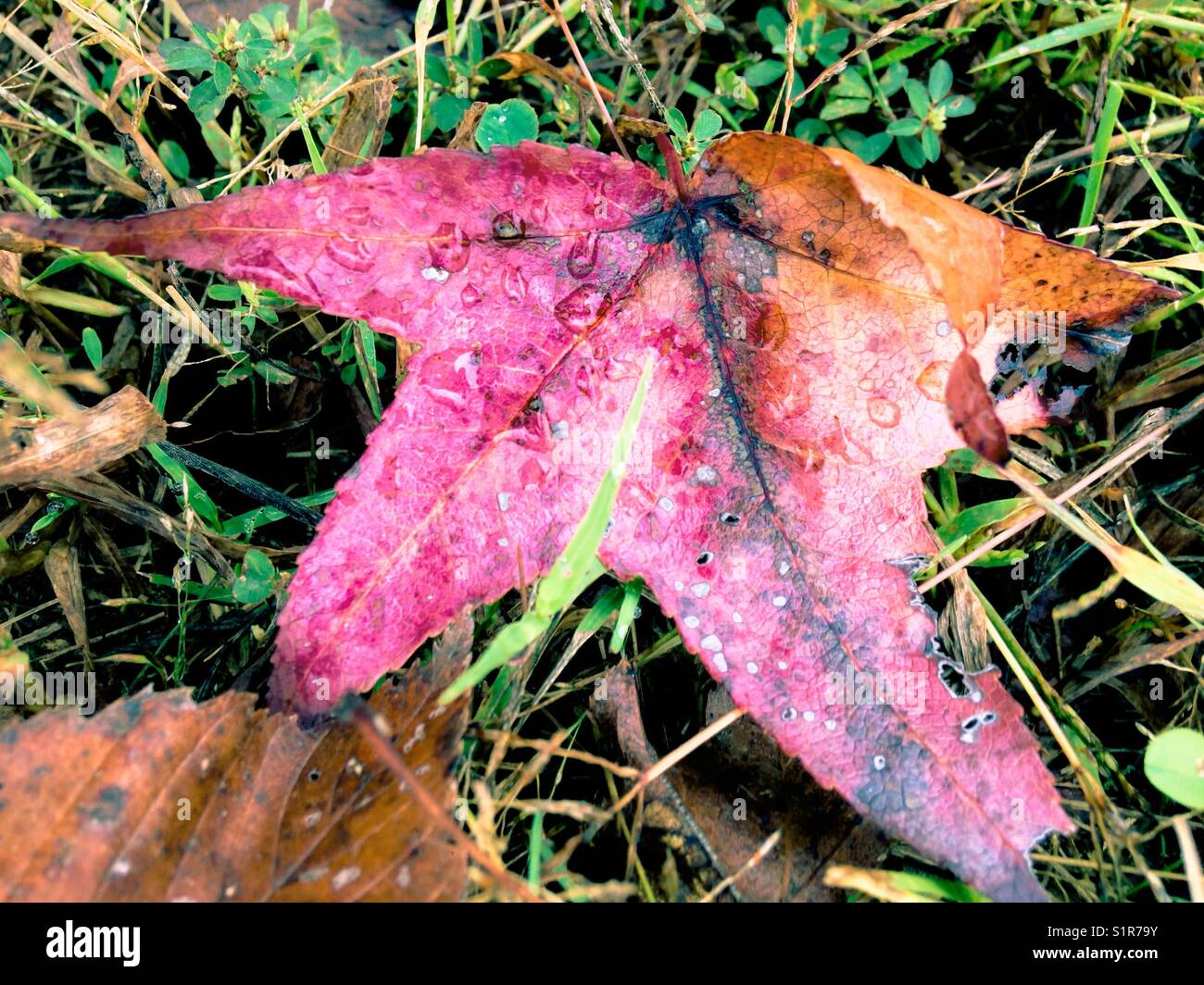Sweet gum leaf with dew - Smartphone Captured Stock Image