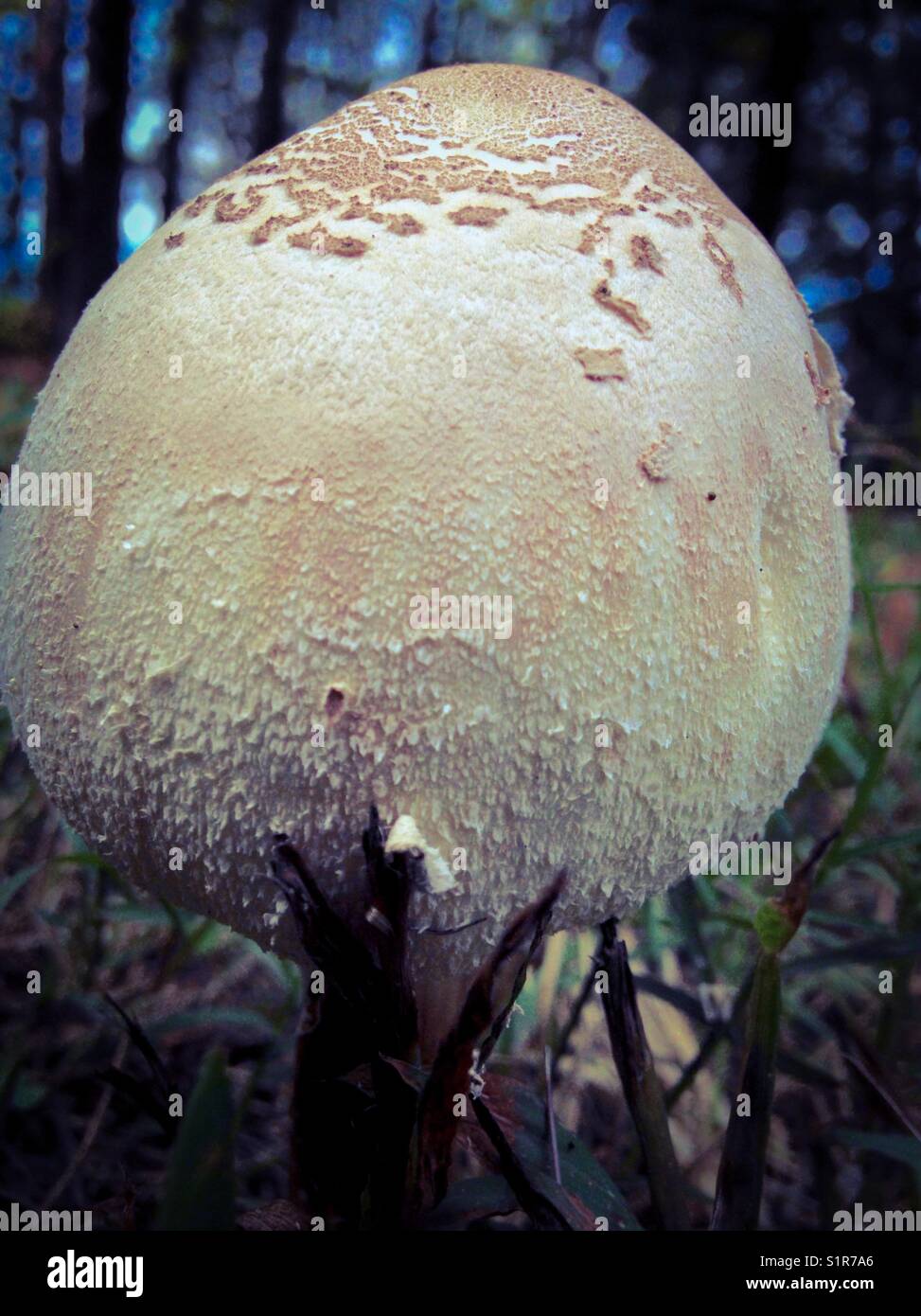Agaricus bisporus hi-res stock photography and images - Alamy