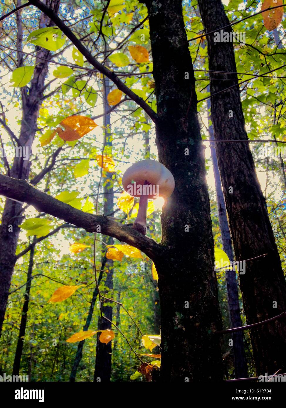 Treed table mushroom - Smartphone Captured Stock Image