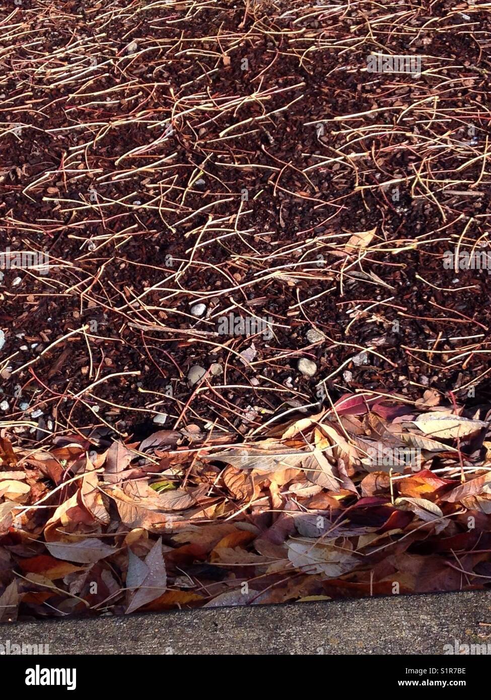 autumn, windswept - leaves piled up, just twigs left. Stock Photo