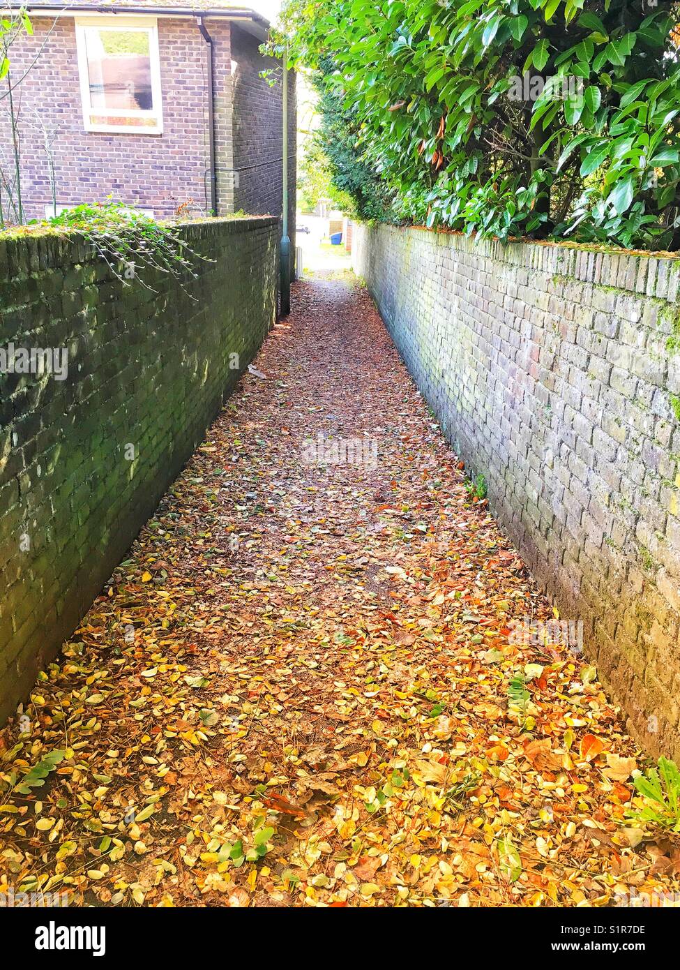An alleyway full of leaves in Autumn - Smartphone Captured Stock Image