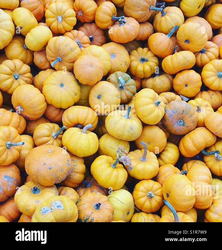 Mini decorative pumpkins for sales by K.R. Stock Photo