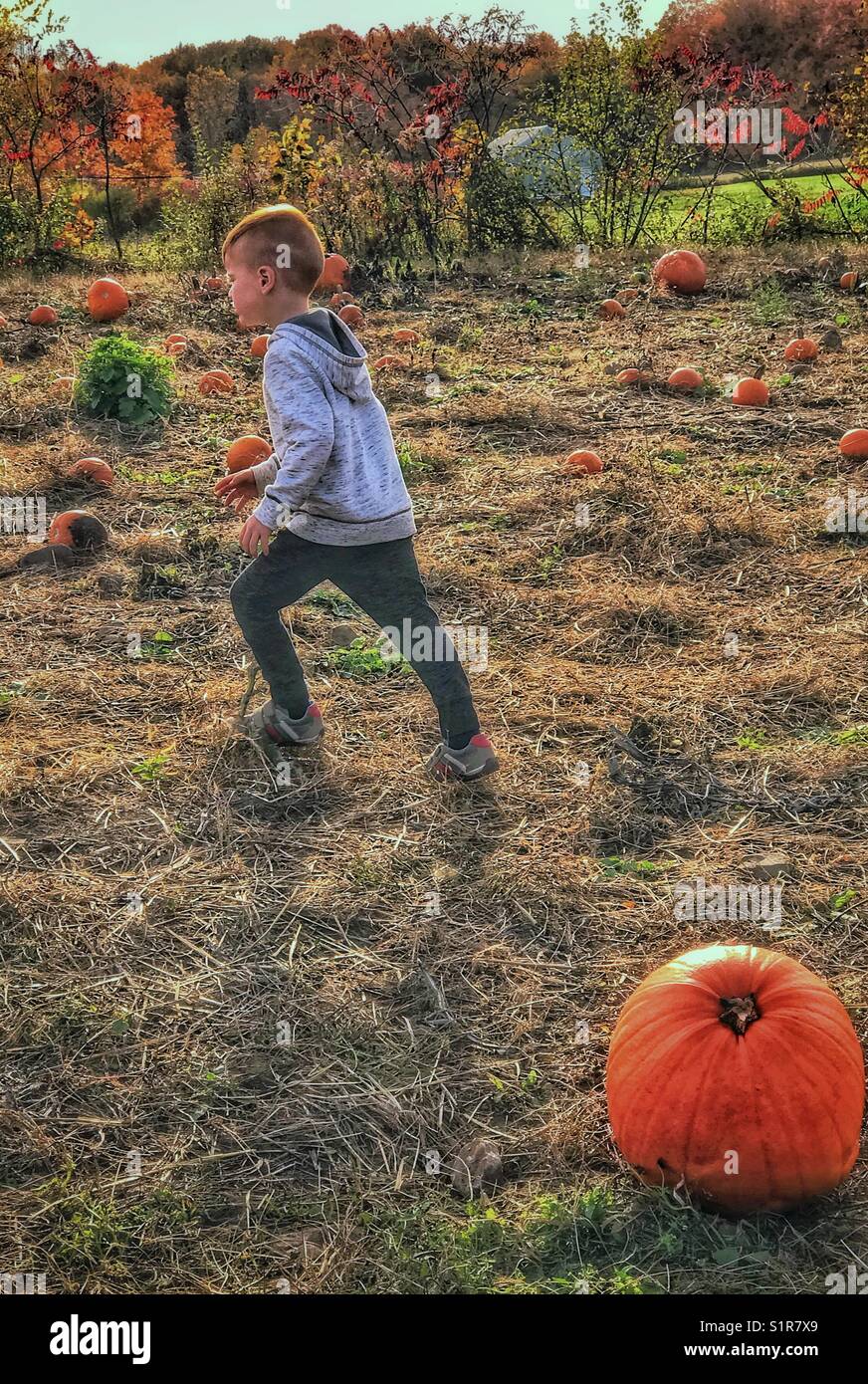 Little boy running in the pumpkin patch. Stock Photo