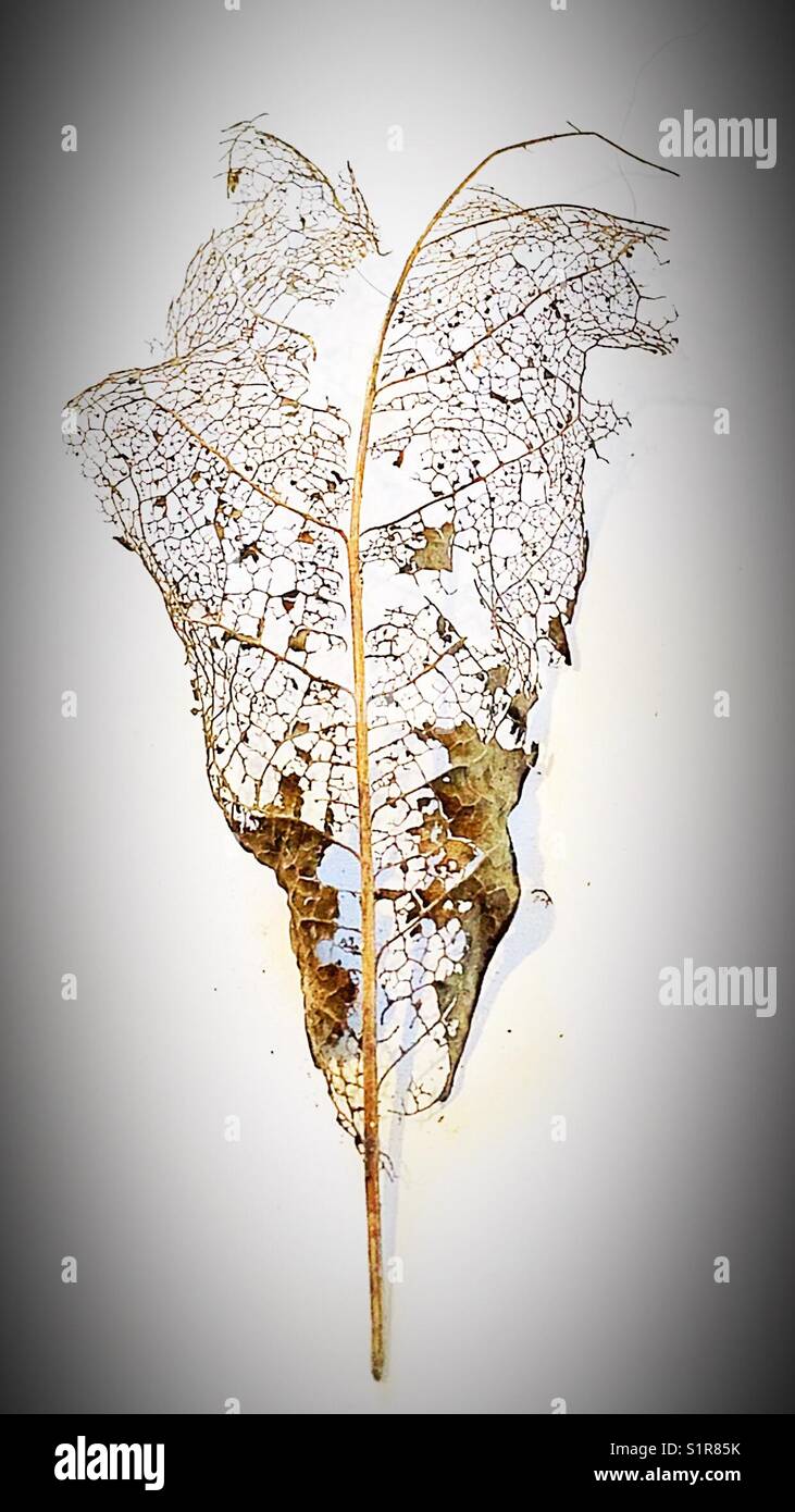 Autumn... - Smartphone Captured Stock Image