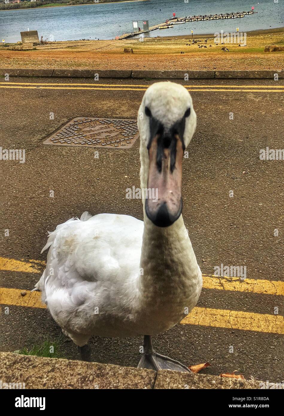 Inquisitive swan Stock Photo