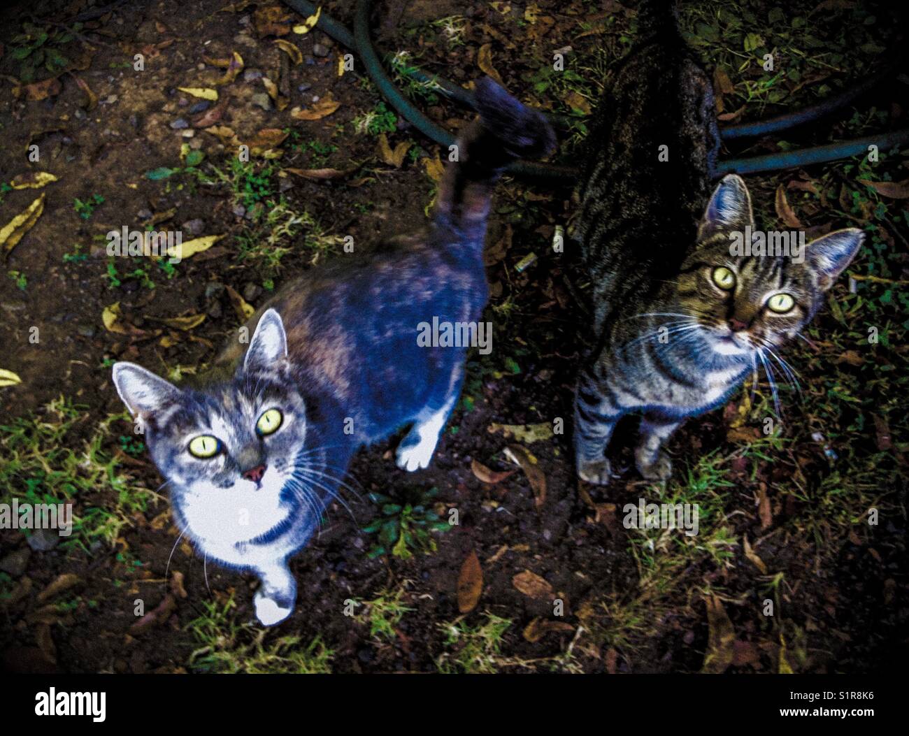 The eyes have it- semi feral kitties - Smartphone Captured Stock Image