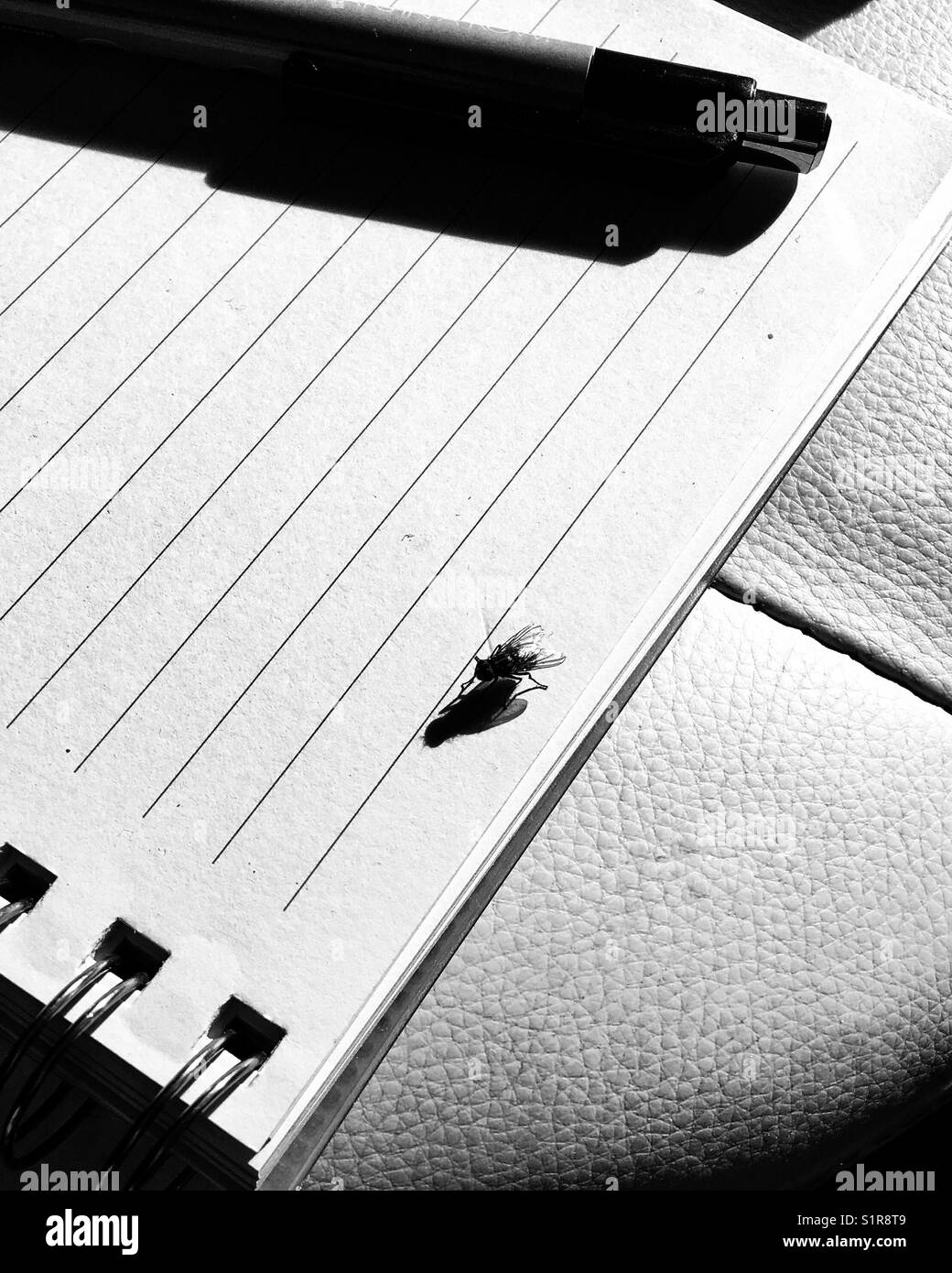 Fly And Pen On Lined Page Of A Note Pad In Black And White Stock Photo Alamy