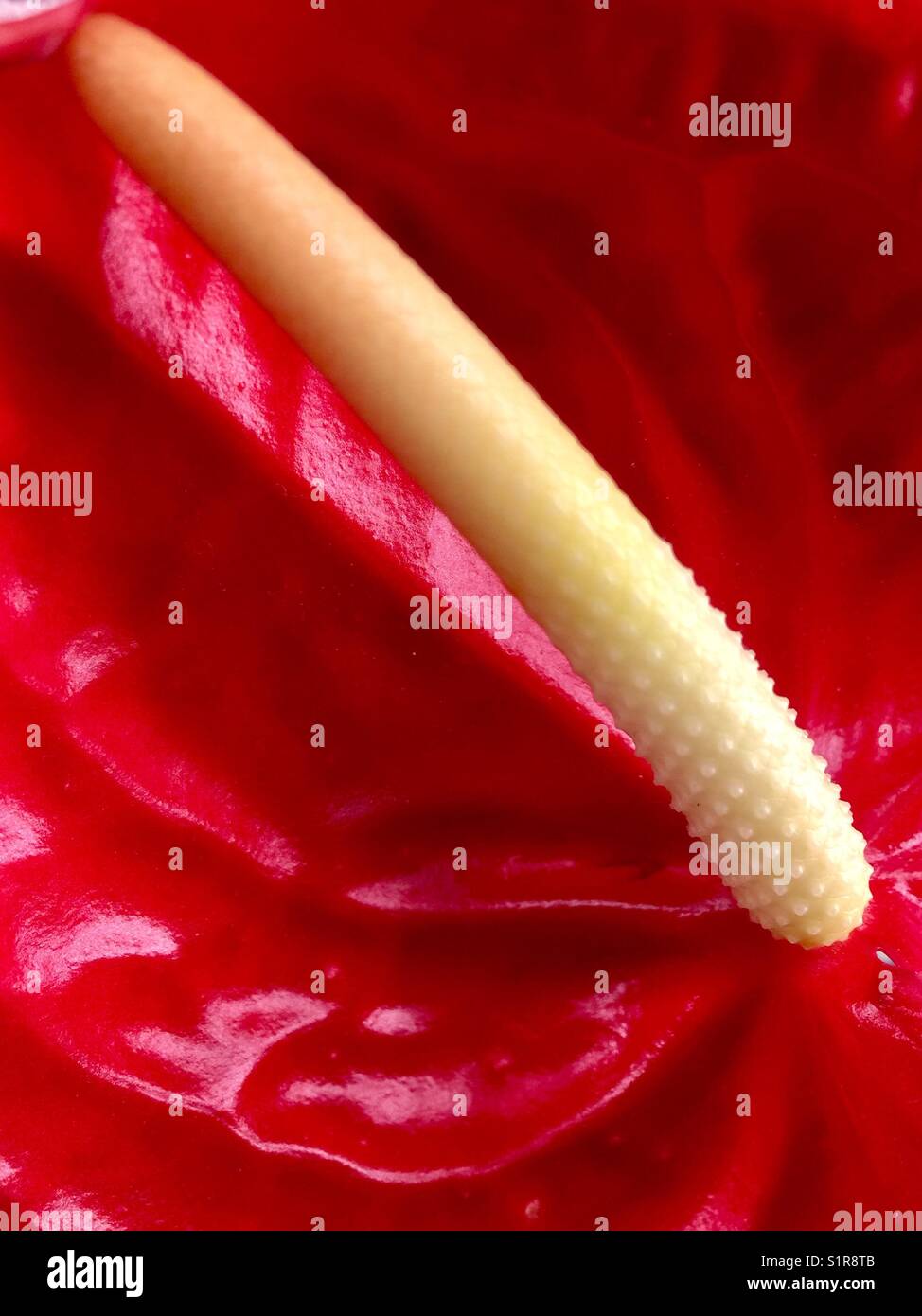 ANTHURIUM Stock Photo