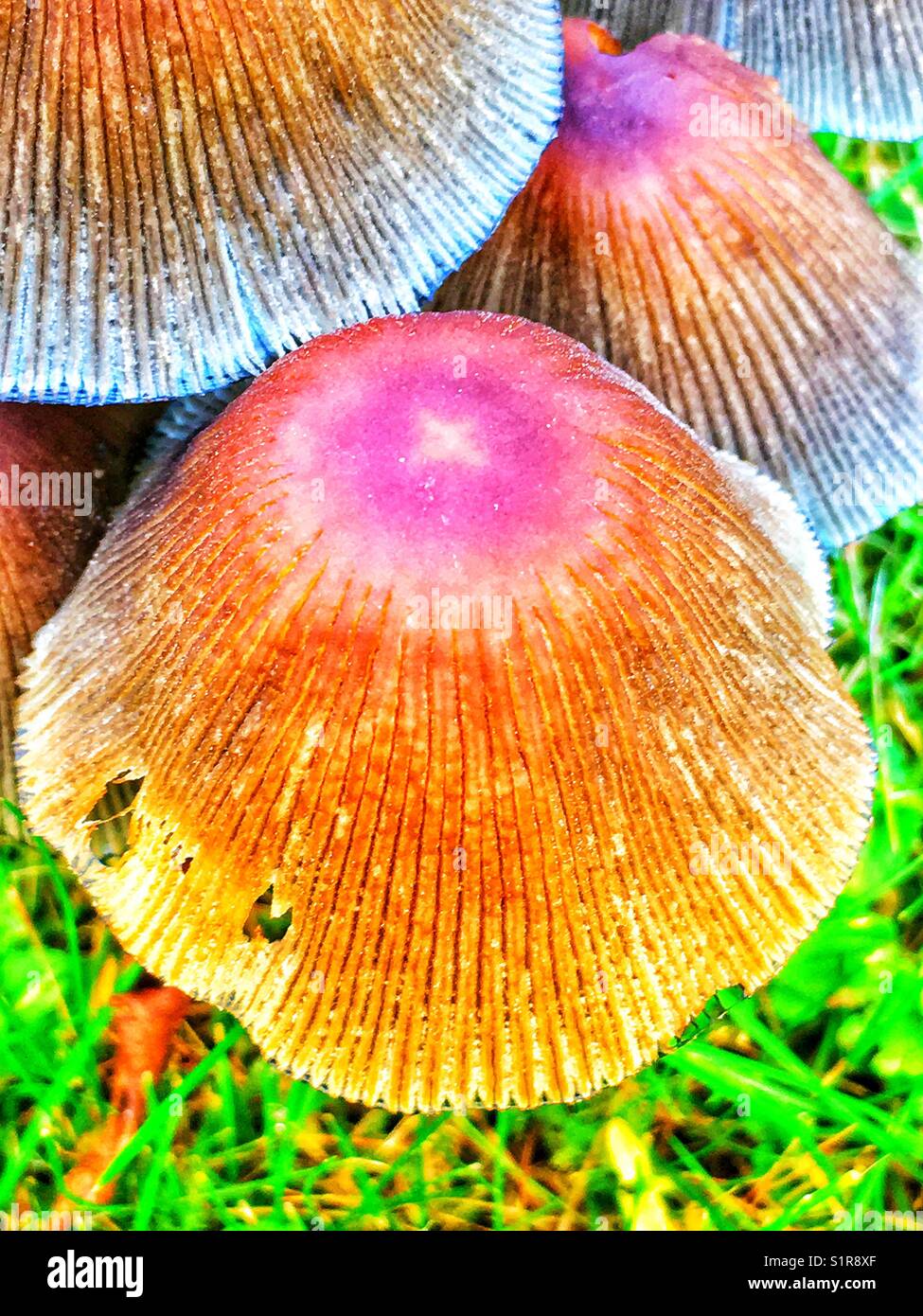 Close up of a garden mushroom - Smartphone Captured Stock Image