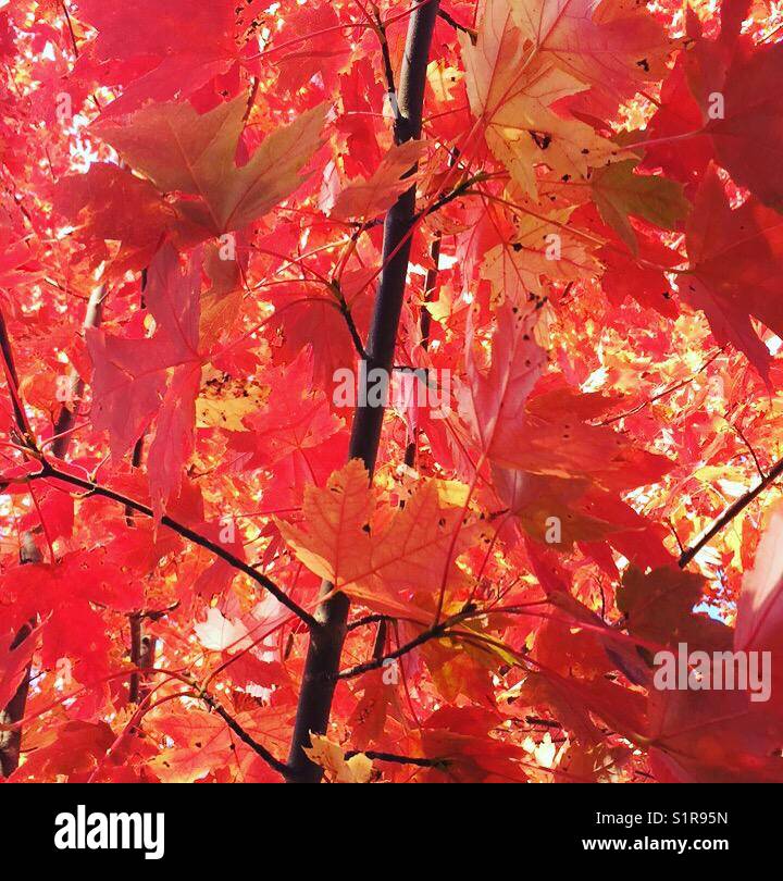 Inferno (Fall Foliage) by K.R. Stock Photo