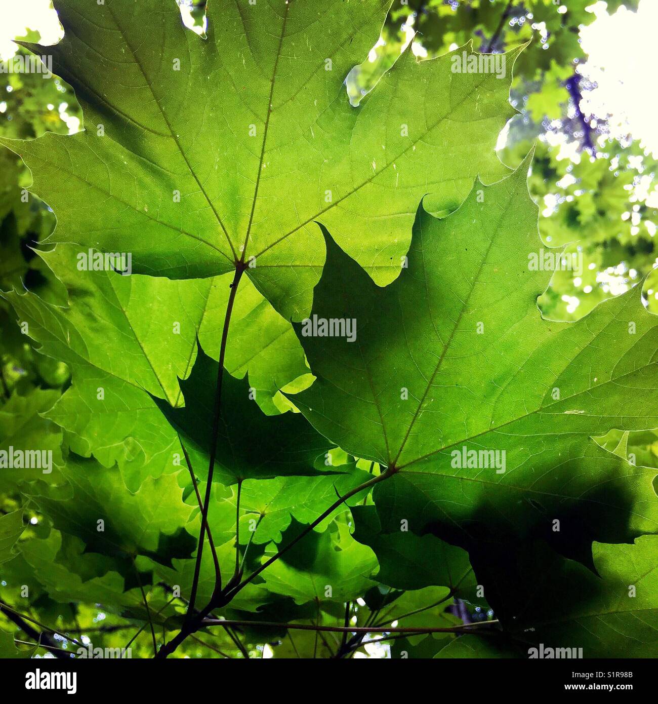 Looking up at the beautiful green leaves of the large leaf maple tree Stock Photo