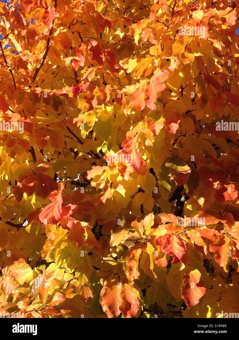 Young autumn tree in full colors Stock Photo