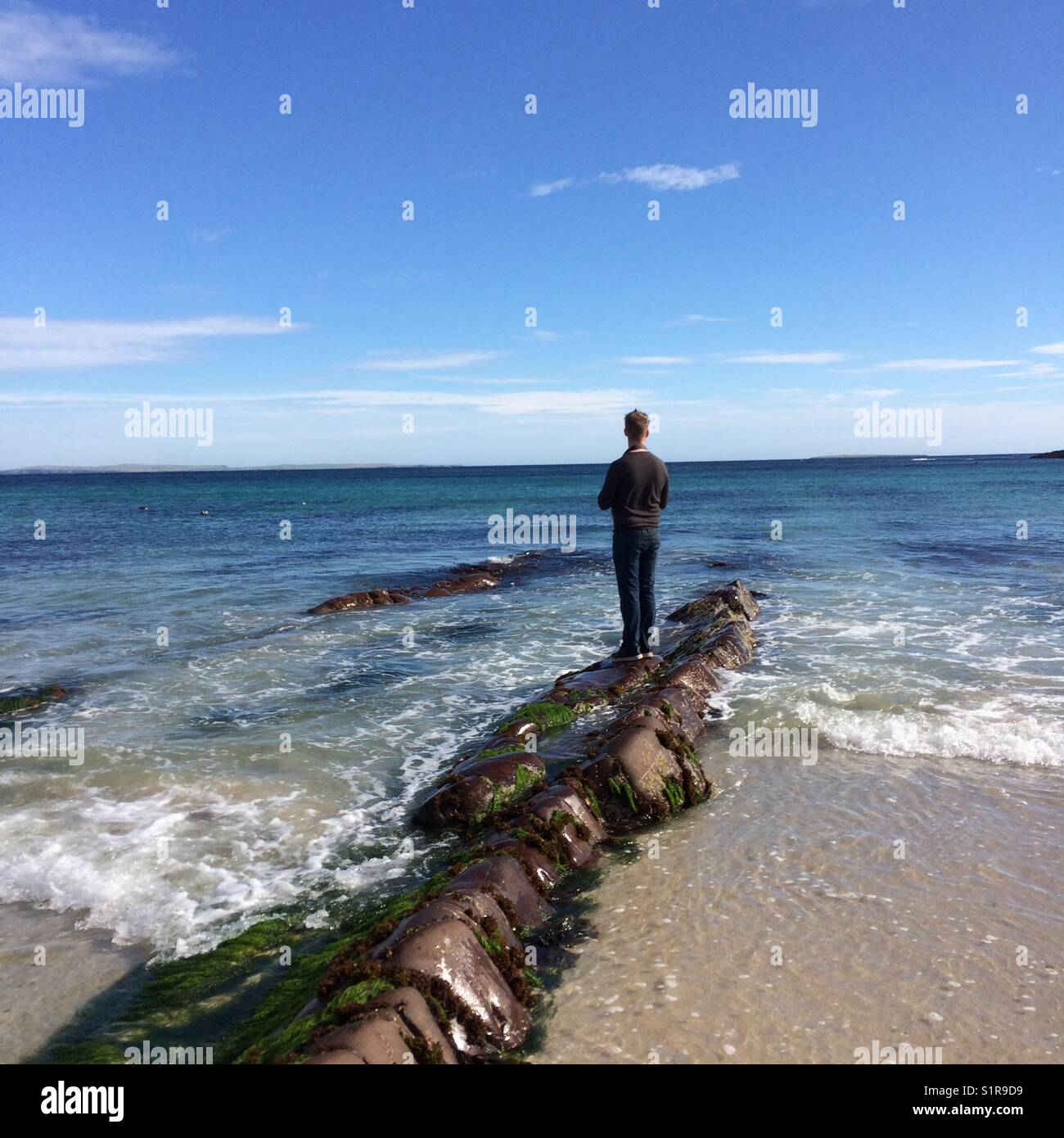 Seal spotting beach life. Stock Photo