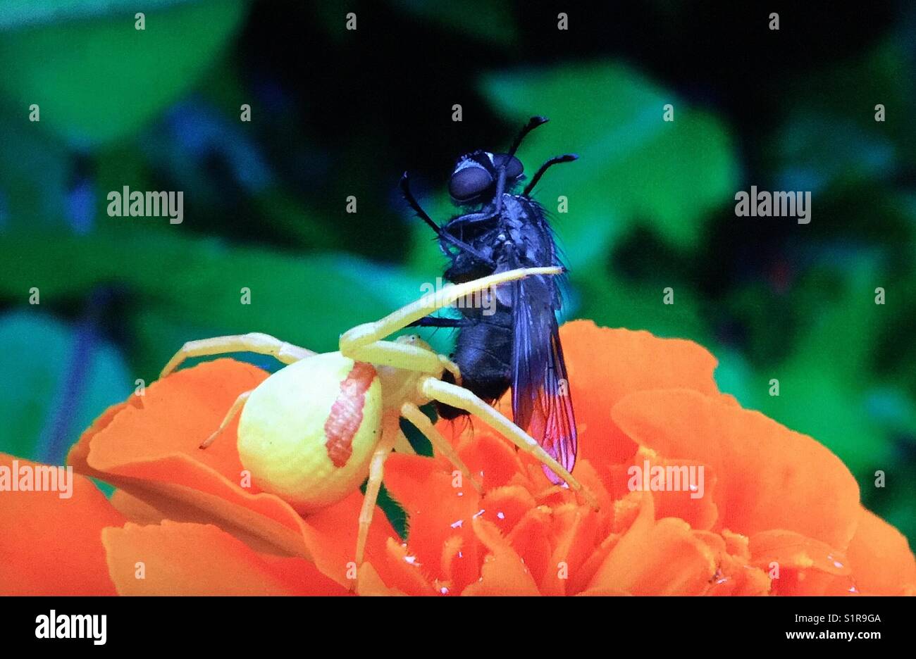 Goldenrod Crab spider capturing food - Smartphone Captured Stock Image