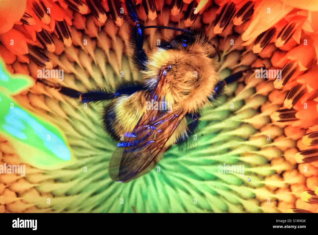 Honey bee at work - Smartphone Captured Stock Image