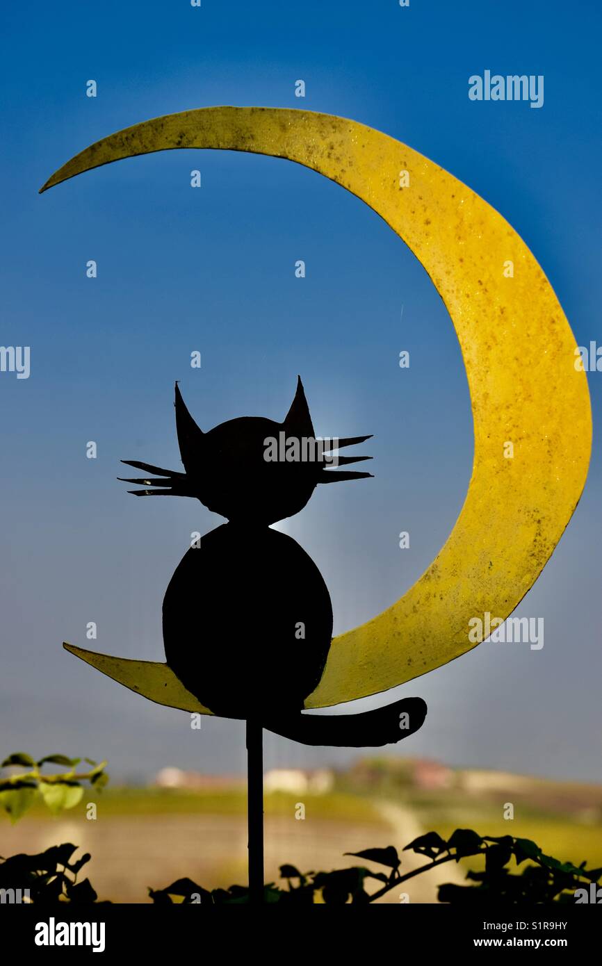 Moon cat - Smartphone Captured Stock Image