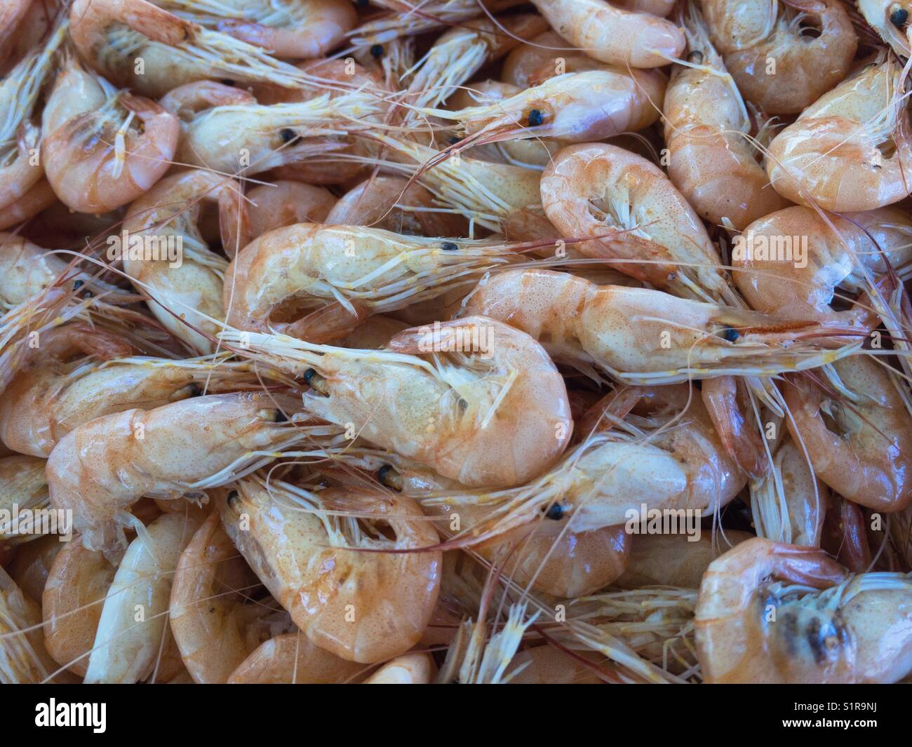 A close up of cooked shrimps - Smartphone Captured Stock Image