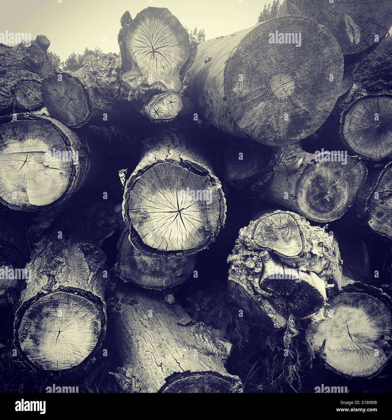 Dry seasoned wood hires stock photography and images Alamy