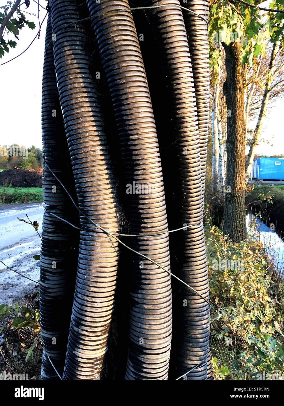 Tree wrapped in plastic pipes for protection Stock Photo Alamy