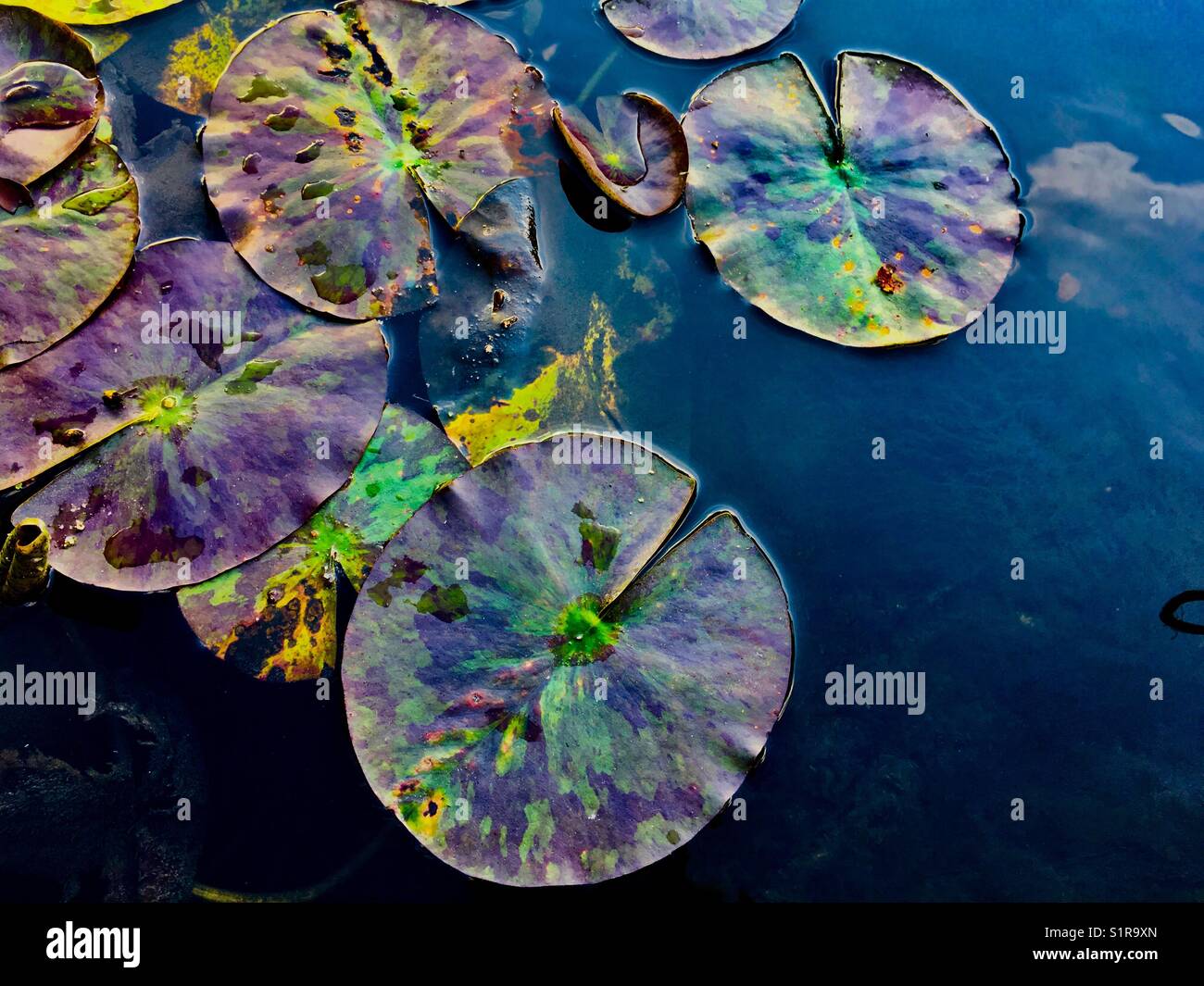 Water lilies in autumn - Smartphone Captured Stock Image