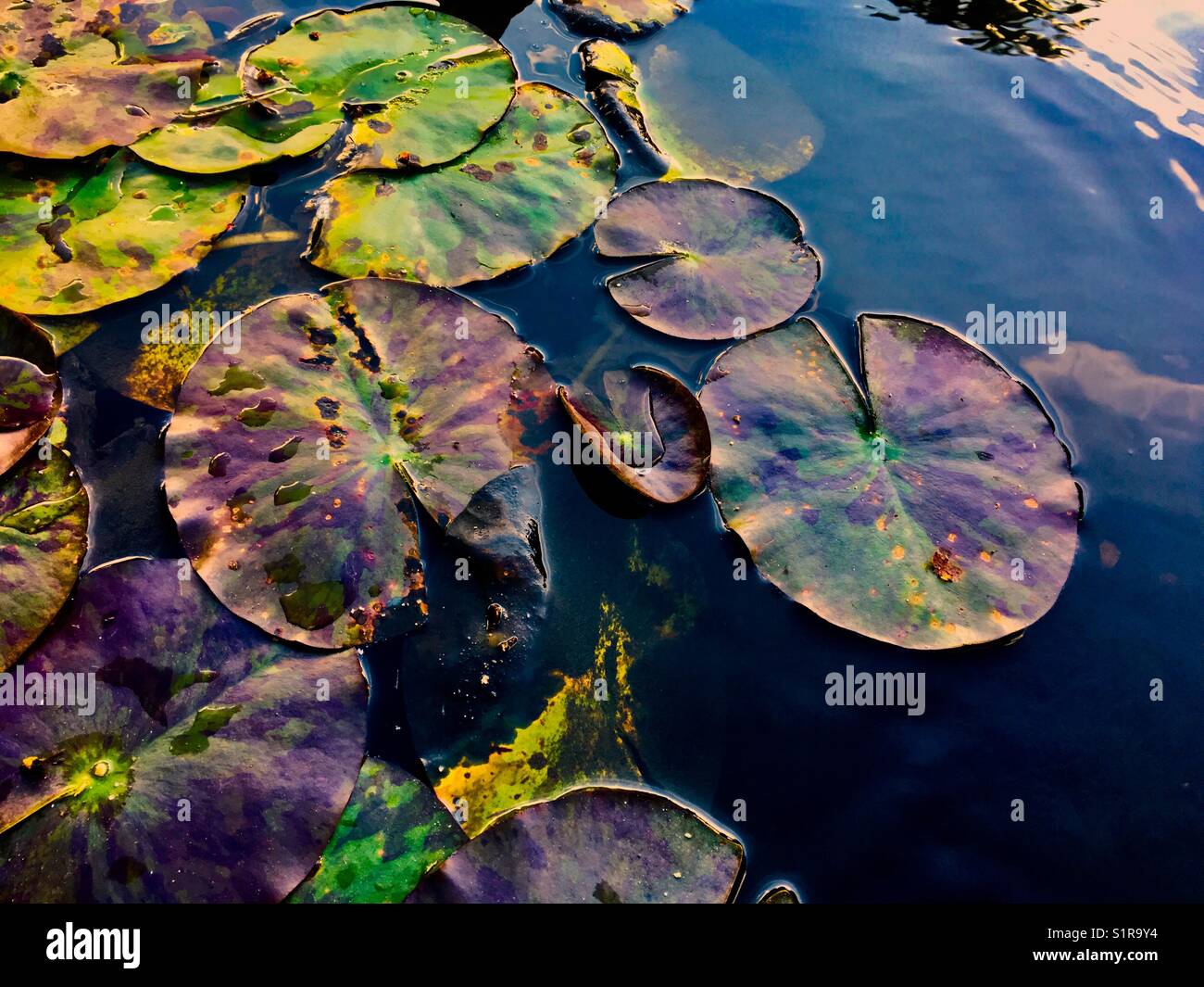 Vibrant Water lilies Stock Photo