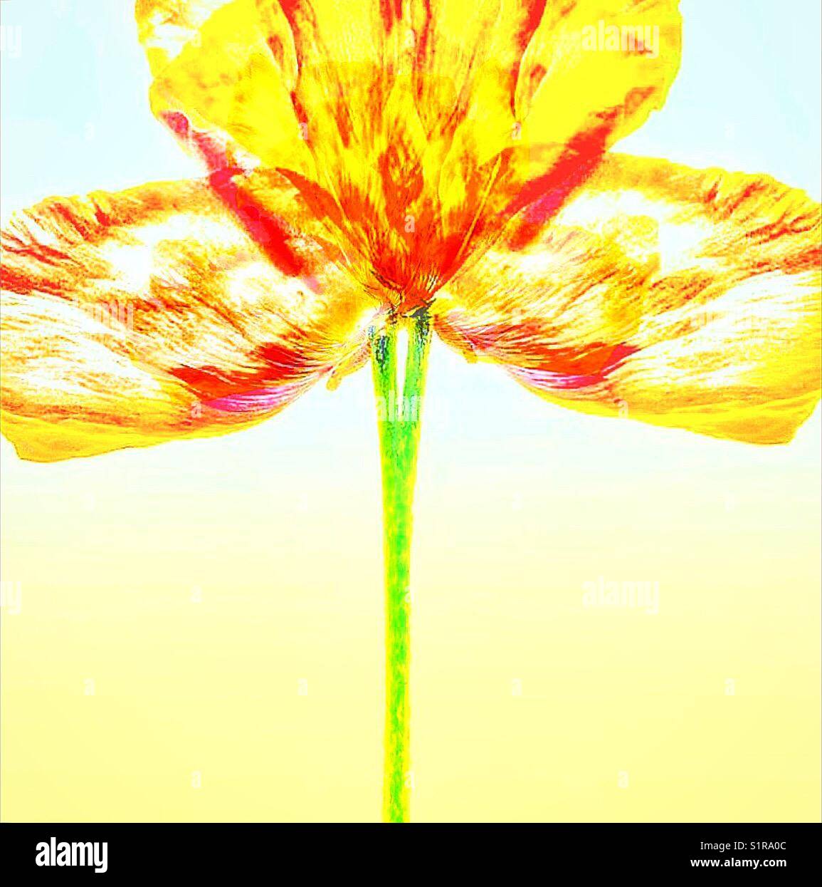 A creative shot of a Yellow poppy. - Smartphone Captured Stock Image
