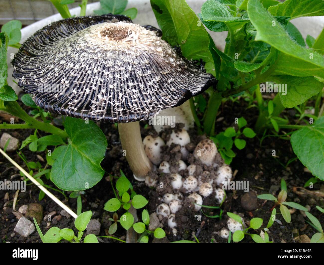 Mushroom growing in the garden - Smartphone Captured Stock Image